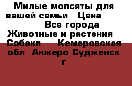 Милые мопсяты для вашей семьи › Цена ­ 20 000 - Все города Животные и растения » Собаки   . Кемеровская обл.,Анжеро-Судженск г.